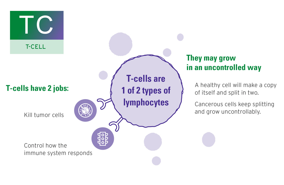 Tc T Cell Slide